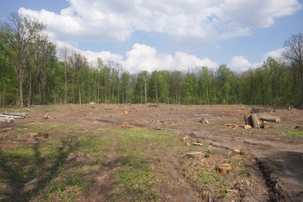clearing