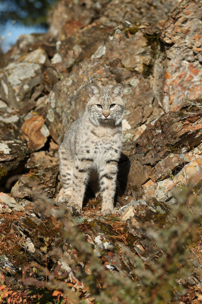 felis