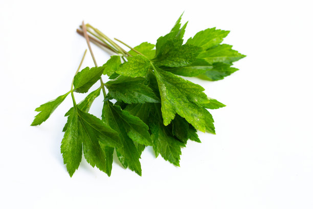 mugwort