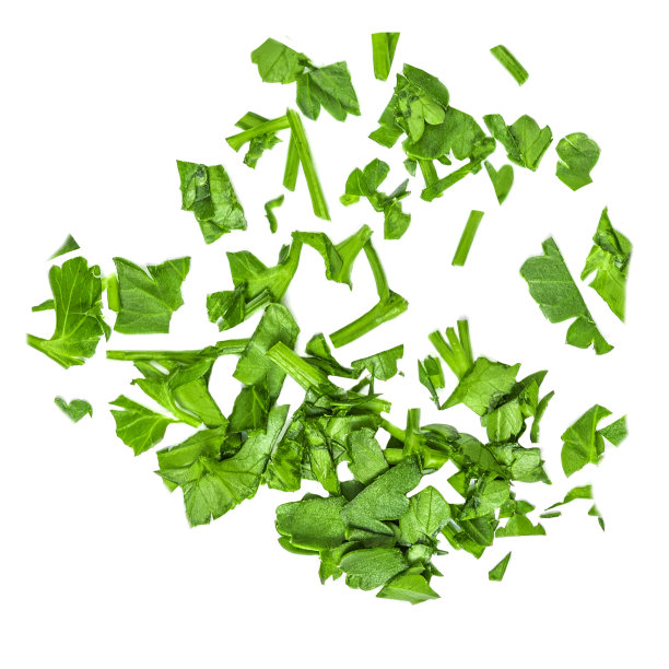 cilantro