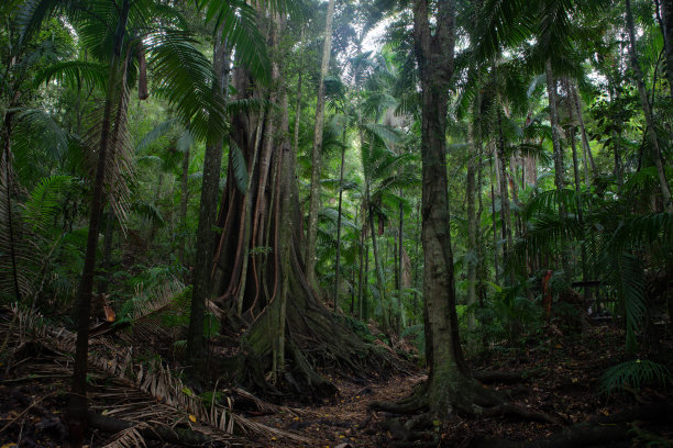 jungle