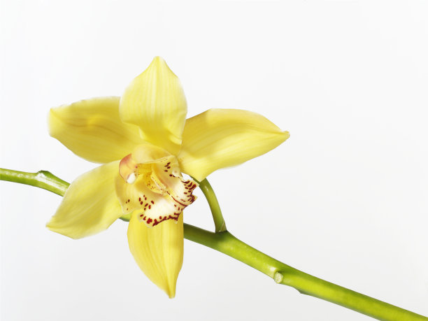 cymbidium