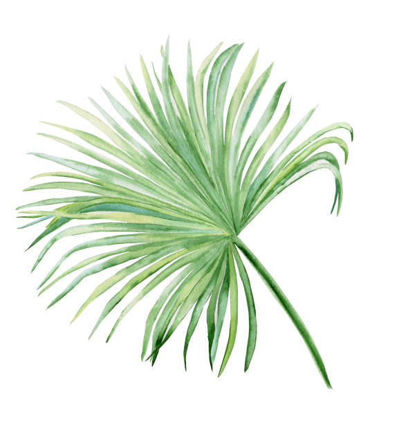 绘画艺术植物绿叶