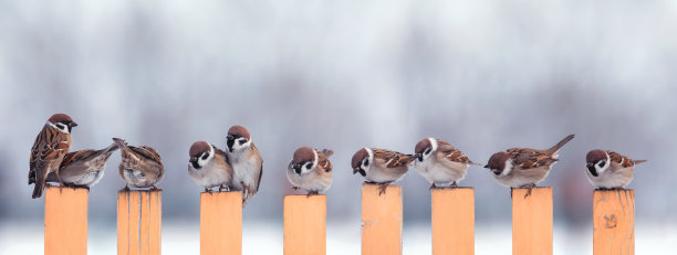 sparrow