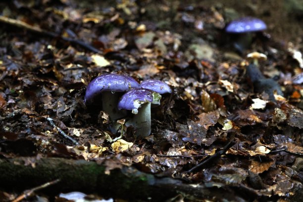 cortinarius