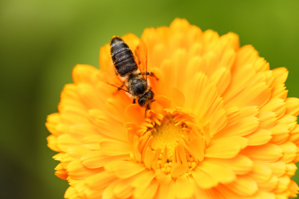 橙红色花朵条纹背景图案