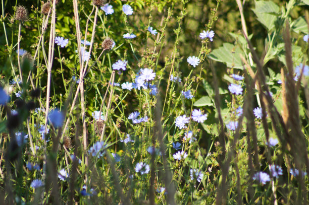 wildflowers