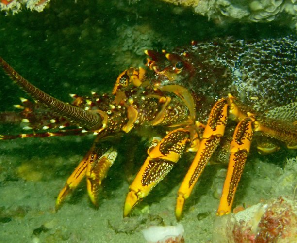crustacean
