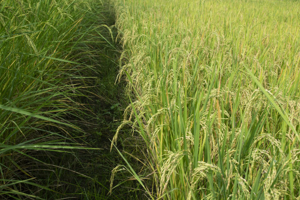 农作物,稻,谷类