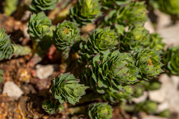 rhodiola