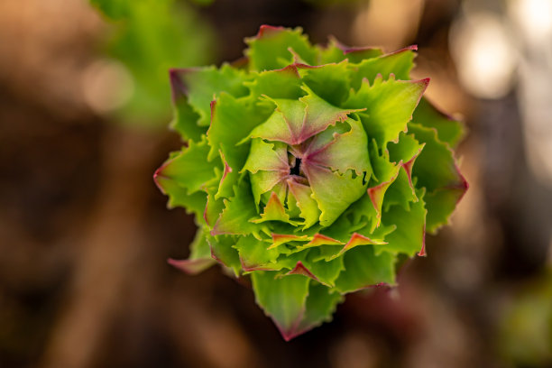 rhodiola