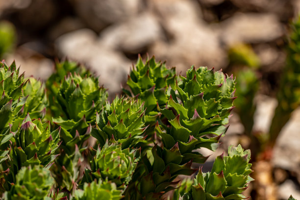 rhodiola