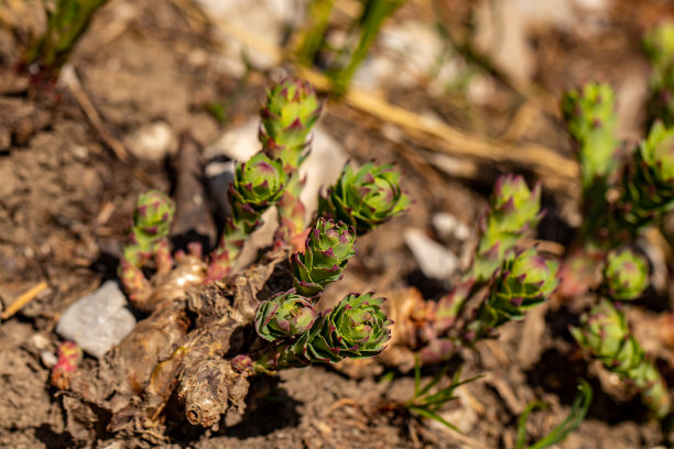 rhodiola
