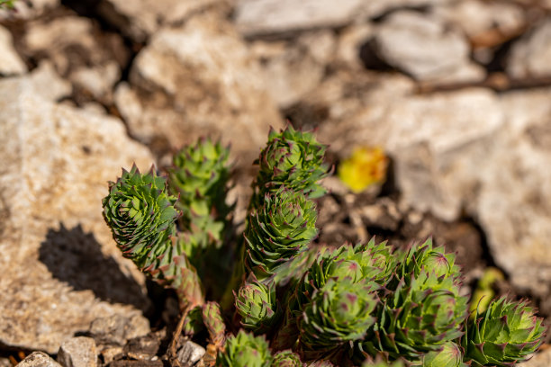 rhodiola