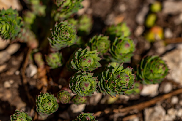 rhodiola