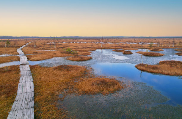wetland