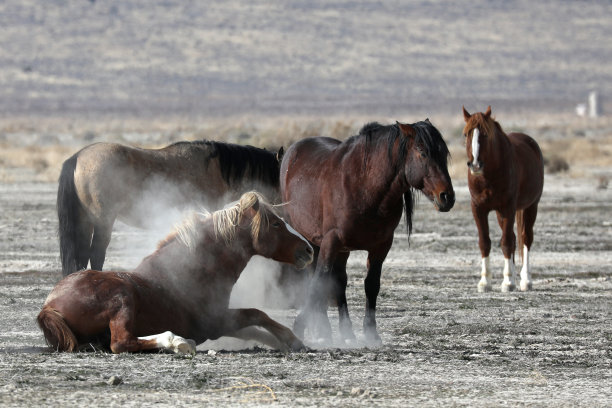 mustang