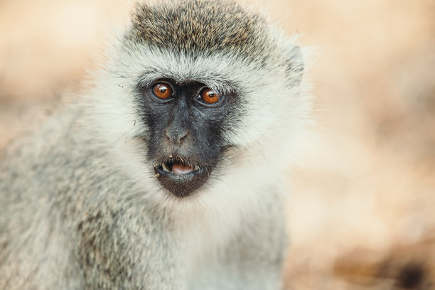 tanzania