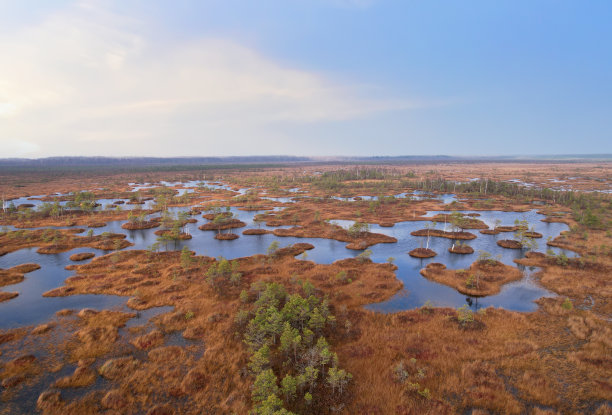 marsh