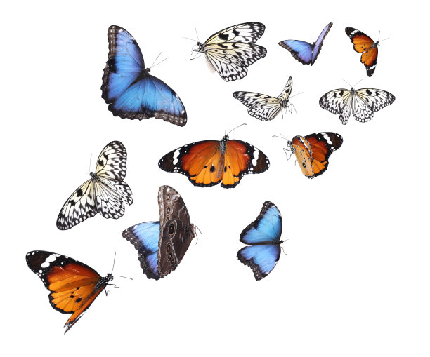 papilio