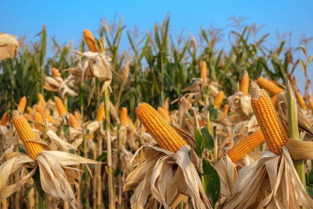 harvest