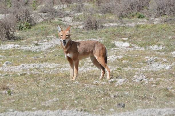 jackal
