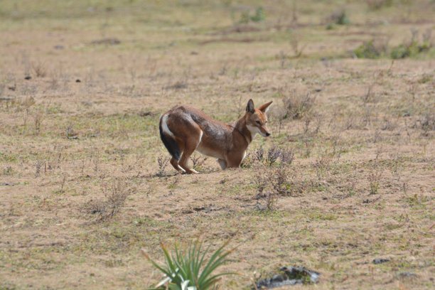 jackal