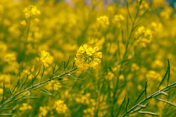 油菜花特写