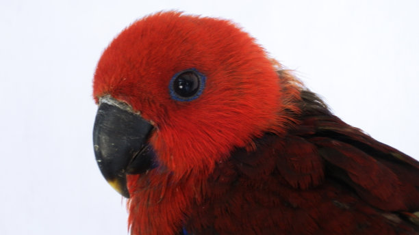 eclectus