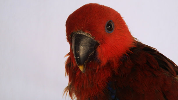 eclectus