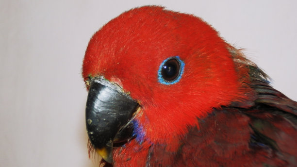 eclectus