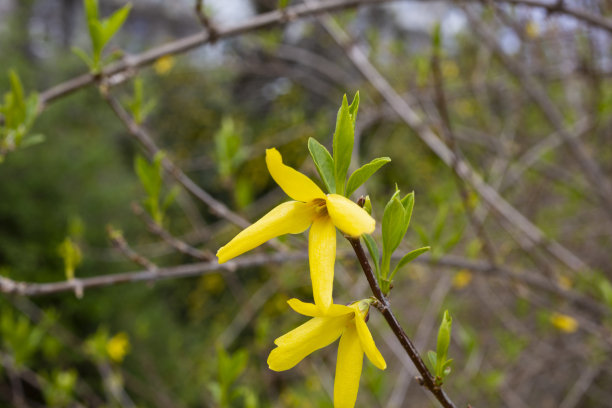 forsythia