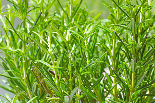 rosemary