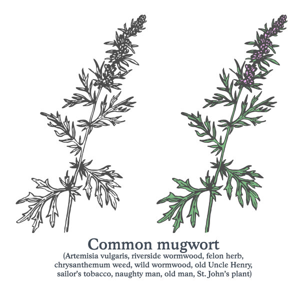 mugwort