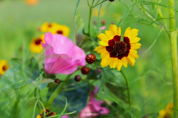 calliopsis