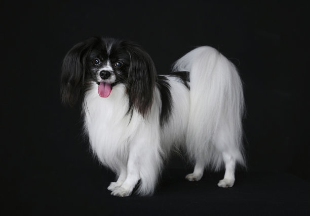 pedigree