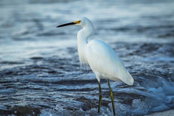 egret