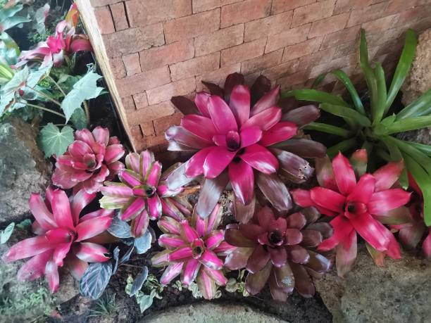 热带森林中的花朵，泰国