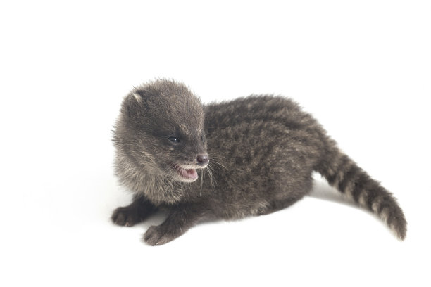civet