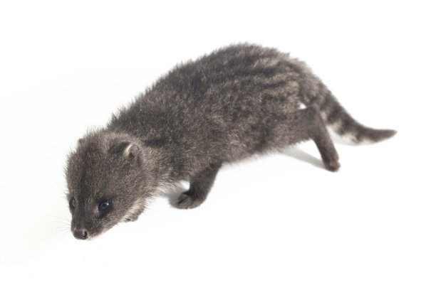 civet