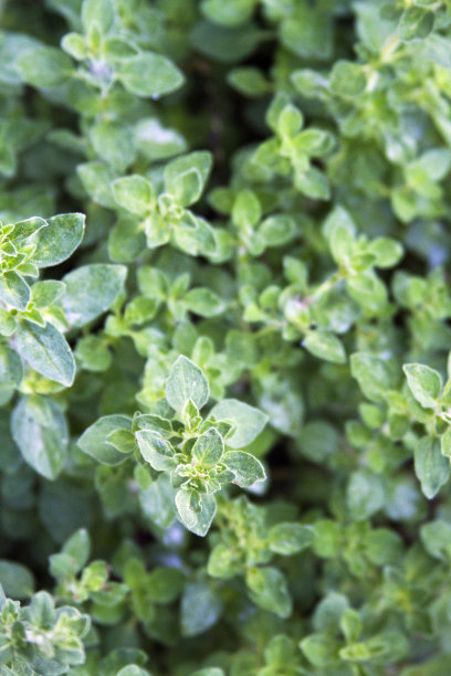 oregano