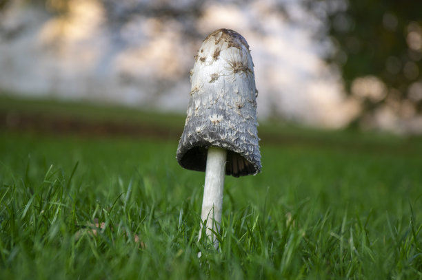 coprinus
