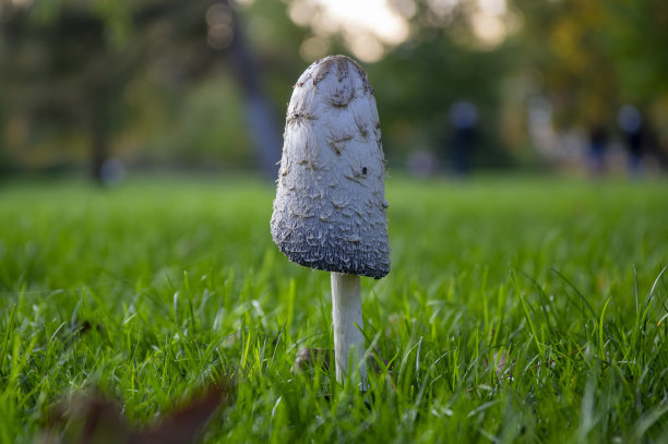 coprinus