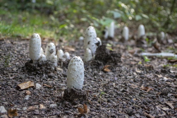 coprinus
