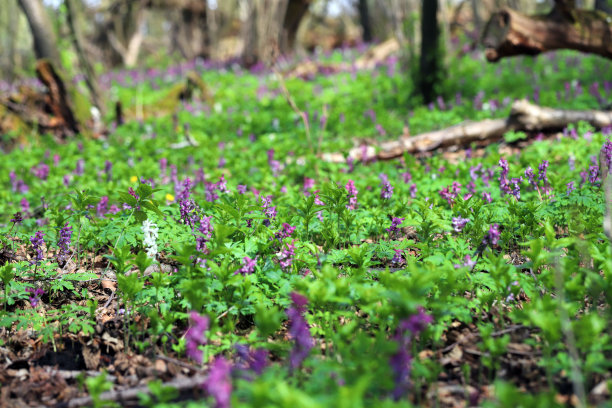 corydalis
