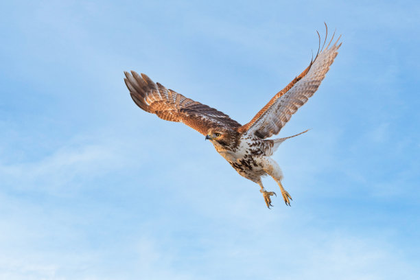 hawk