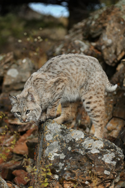felis