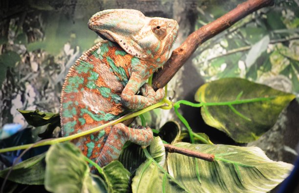 chamaeleon
