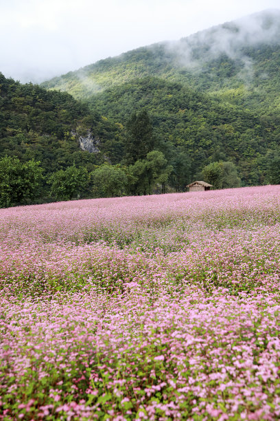 blossoms