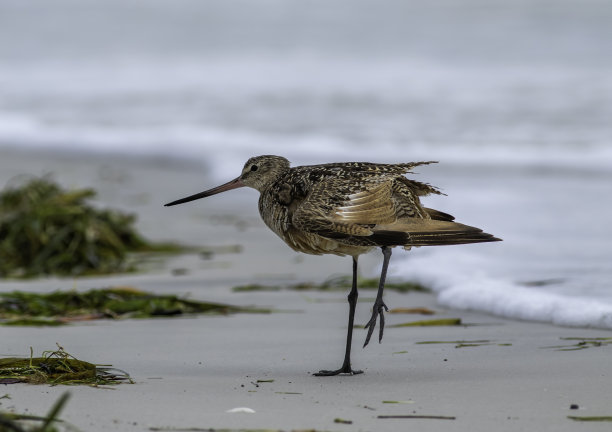 limosa